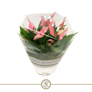 Peach and Pink Anthurium – 17cm Pot