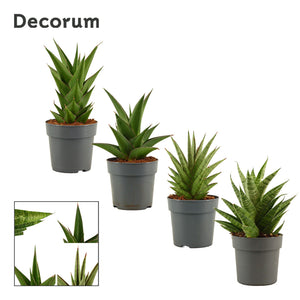 Mixed Sansevieria Houseplant – 12cm Pot, 25cm High