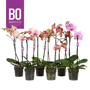 Mixed Phalaenopsis Orchid – 2 Stem, 12cm Pot