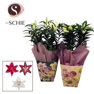Mixed Oriental Lily (Lilium) – 17cm Pot
