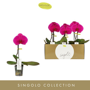 White Phalaenopsis Orchid ‘Singolo Tosha’ – 9cm Pot
