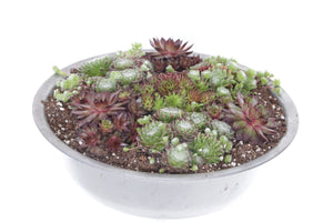 Mixed Sempervivum Succulent in Zinc Bowl – 35cm