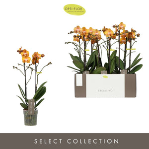 Orange Phalaenopsis Orchid ‘Las Vegas Gold’ – 12cm Pot