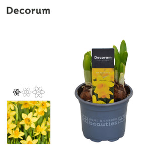 Narcissus ‘Tête-à-Tête’ Daffodil – 9cm Pot