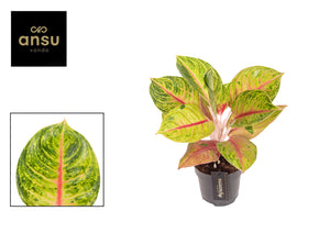 Red Aglaonema ‘Iguana’ – 12cm Pot