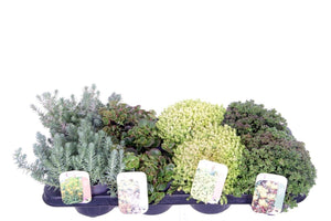 Mixed Sedum Plants – 13cm Pot