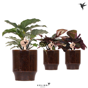 Mixed Calathea Houseplant – 9cm Ceramic Pot