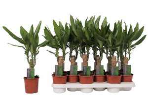 Dracaena fragrans Green Houseplant – 11cm Pot, 45cm High