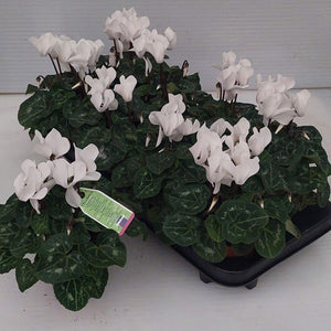 Mixed Cyclamen persicum Midi – 10.5cm Pot