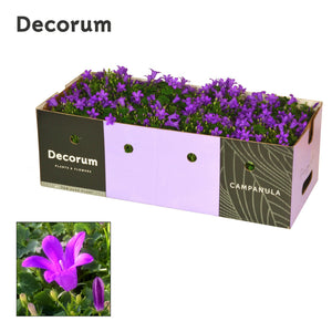 Blue Campanula portenschlagiana – 11cm Pot
