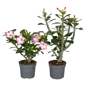 Mixed Adenium obesum Desert Rose – 13cm Pot