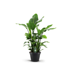 White Bird of Paradise (Strelitzia nicolai) – 35cm Pot, 140cm High