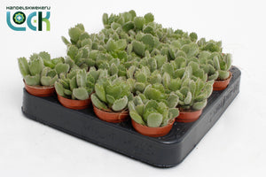 Ladismithiensis Cotyledon Succulent – 5.5cm Pot
