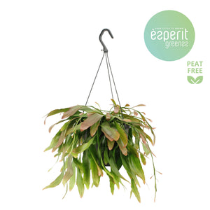 Red Coral Rhipsalis Cactus – 17cm Pot