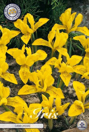 Danford Iris Bulbs (Iris danfordiae) – Pack of 15