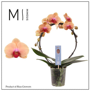 Salmon Phalaenopsis Orchid – 2 Stem, 12cm Pot