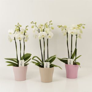 White Phalaenopsis Orchid – 4 Stem, 12cm Ceramic Pot
