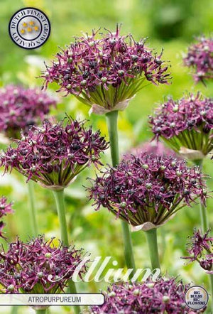 Allium Atropurpureum Flower Bulbs – Pack of 5