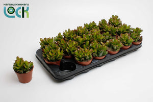 Crassula Convoluta Succulent – 8.5cm Pot