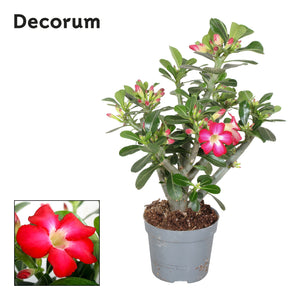 Pink Desert Rose (Adenium obesum) – 13cm Pot
