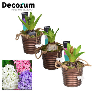 Lucia Ornamental Plant Arrangement – 10cm Zinc Pot