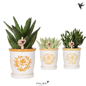 Mixed Succulent Collection – 9cm Ceramic Pot