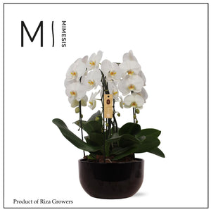 White Phalaenopsis Orchid Arrangement – 26cm Black Ceramic Pot