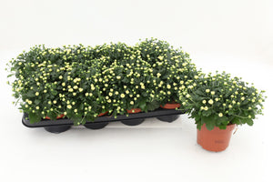 White Chrysanthemum Plant – 13cm Pot