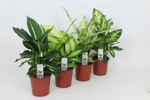 Mixed Dieffenbachia Houseplant (Dieffenbachia spp.) – 17cm Pot, Approx. 55cm
