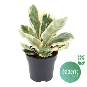 Fiddle Leaf Fig (Ficus lyrata) – 14cm Pot