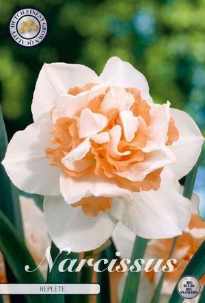 Double Narcissus ‘Replete’ Flower Bulbs – 14cm Bulbs