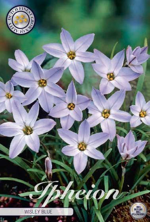 Wisley Blue Spring Starflower Bulbs (15 Bulbs)