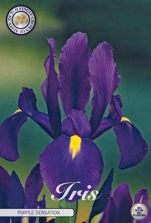 Iris Hollandica ‘Purple Sensation’ Flower Bulbs – Pack of 15
