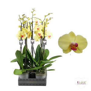 Golden Cheetah Phalaenopsis Orchid – 2 Stem, 12cm Pot