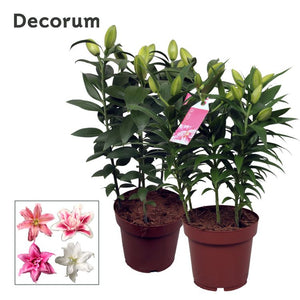 Mixed Roselily Oriental Lily (Lilium Oriental Group) – 19cm Pot
