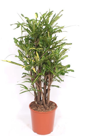 Yellow Mammy Croton (Codiaeum variegatum) – 30cm Pot, 130cm High