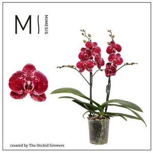 Pink Phalaenopsis Orchid – 2 Stem, 12cm Pot