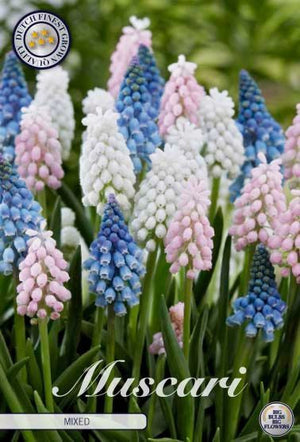 Mixed Muscari Grape Hyacinth Flower Bulbs – Pack of 20