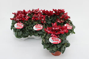 Lilac Cyclamen (Cyclamen persicum) – 10.5cm Pot