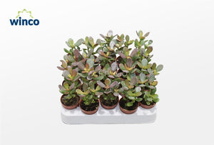 Crassula Minor Succulent – 5.5cm Pot
