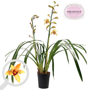 Cymbidium 'Donkere Shirley' Orchid – 14cm Pot