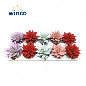 Echeveria Agavoides 'Rainbow' – 10.5cm Pot