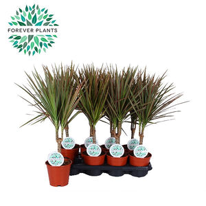 Dragon Tree (Dracaena marginata) – 14cm Pot