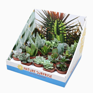 Mixed Echeveria Succulent – 5.5cm Pot