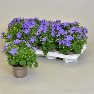 Blue Campanula (Campanula) – 11cm Pot