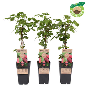 Loganberry-Tayberry Plant (Rubus) – 15cm Pot