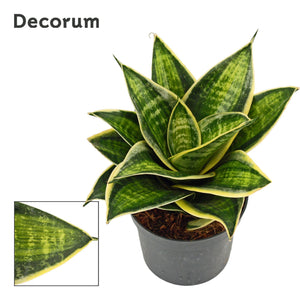 Sansevieria Hahnii ‘Superstar’ – 9cm Pot