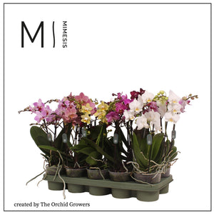 Mixed Phalaenopsis Orchid – 12cm Pot, 40cm High