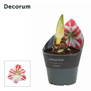 Striped Hippeastrum (Amaryllis) – 14cm Pot