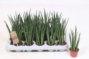 Mikado Sansevieria – 6cm Pot, Approx. 20cm High